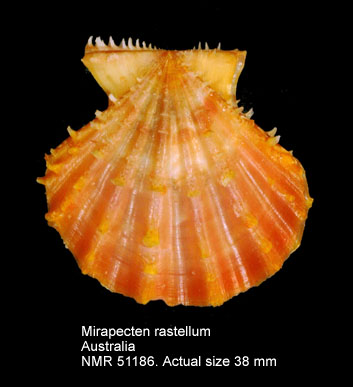 Mirapecten rastellum.jpg - Mirapecten rastellum(Lamarck,1819)